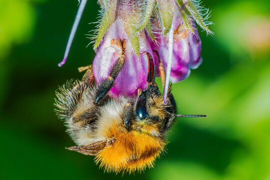 Bourdon s'affaire &agrave; la r&eacute;colte du nectar.