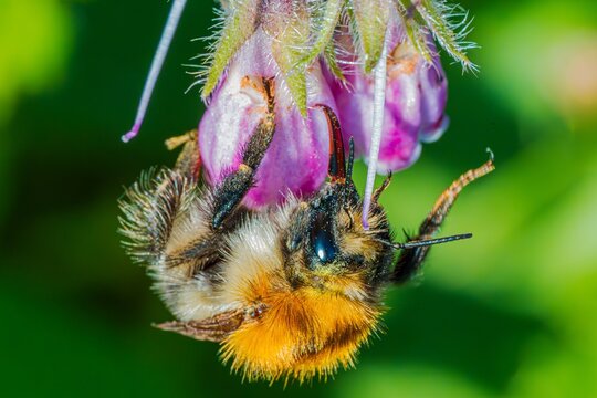 Bourdon s'affaire &agrave; la r&eacute;colte du nectar.
