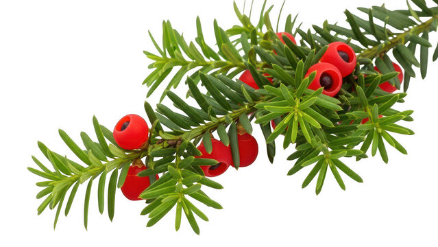 European yew branch with red berries isolated on white background