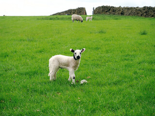 Obraz premium Lamb standing in green field with sheep, Rivington Lever Park