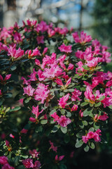 Fototapeta premium Ornamental Rhododendron Azalea blooming in botanical garden greenhouse