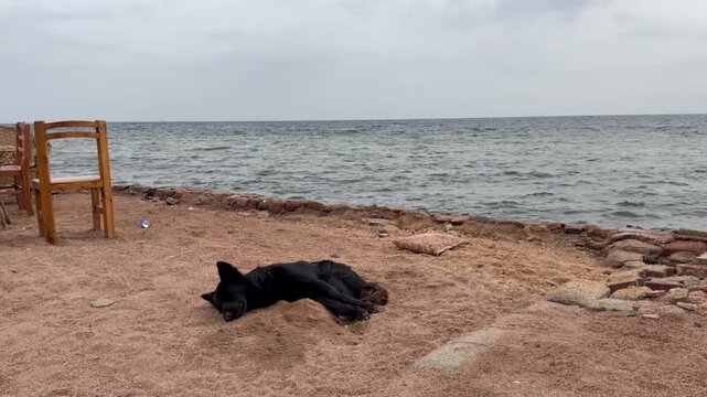 A black dog lies on the sandy beach near the ocean. The sea is calm with gentle waves. A wooden chair is visible in the background.
