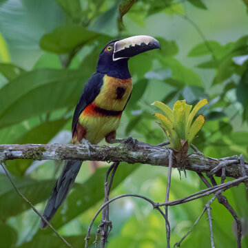 Collared aracari toucan perched on branch in tropical rainforest