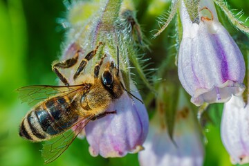 Abeille récolte le nectar. © Villages de France