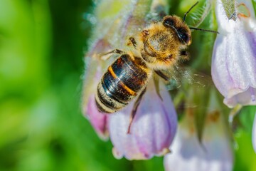 Abeille récolte le nectar. © Villages de France