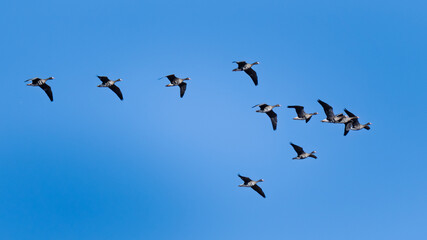 Obraz premium Greater White-fronted Geese (Anser albifrons) in Flight, Illmitz