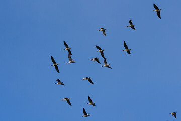 Fototapeta premium Large Group of White-Fronted Geese (Anser albifrons) in Flight