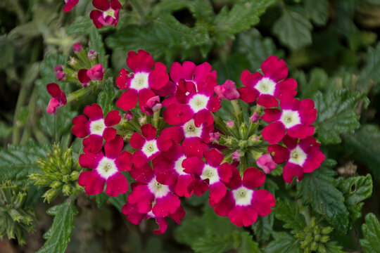  Pink sand verbena in the garden, selective focus - Abronia umbellata 