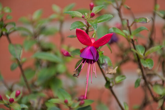 Bright purple and red hardy fuschia flower in the garden - Fuchsia magellanica 