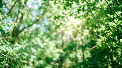 Fototapeta premium Lush green forest canopy with soft natural sunlight filtering through leaves, serene nature scene