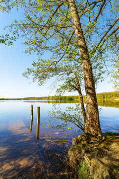 B&auml;ume und Dalben am Nebelsee im Fr&uuml;hling in L&auml;rz