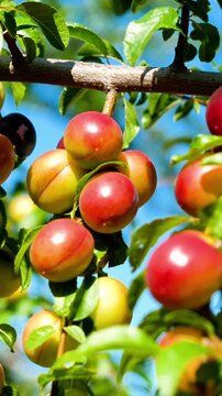 ripe cherry plums growing on a tree branch in a sunny orchard