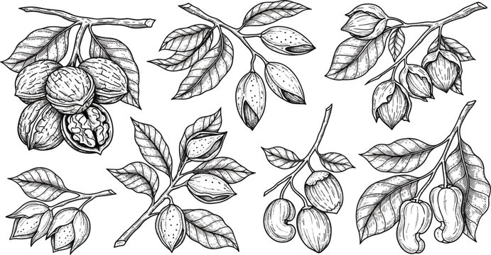 Vintage Nut Branch Sketch Collection with Walnut, Almond, Hazelnut and Cashew, Hand Drawn Engraving Botanical Food Illustration Set
