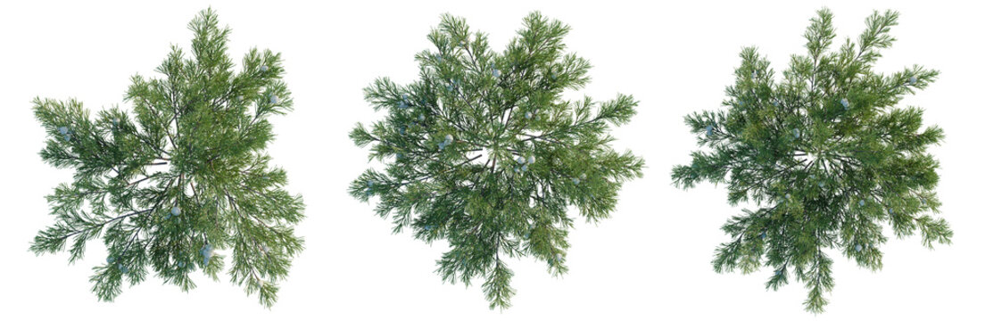 Juniperus horizontalis tree plan, top view, cutout, transparent background, isolate, Delicate Pine Branch with Snowflakes, Winter Season, Detailed Close-Up, Nature, Evergreen