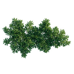 Obraz premium Juniperus procumbens tree plan, top view, cutout, transparent background, isolate, Lush green conifer tree branch with detailed needles, perfect for nature backgrounds and botanical designs.