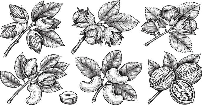 Vintage Nut Botanical Sketch Set with Almond, Hazelnut, Cashew and Walnut Branches, Hand Drawn Engraving Food Illustration Collection