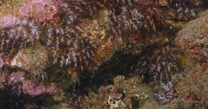 Black and orange sea cucumbers with feeding appendages in current.