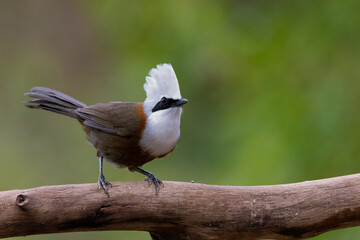 Obraz premium Rich colors: Warm chestnut body with greyish wings. White-crested Laughingthrush - highly social and vocal bird found in forest and scrub from the Himalayan foothills to Southeast Asia.
