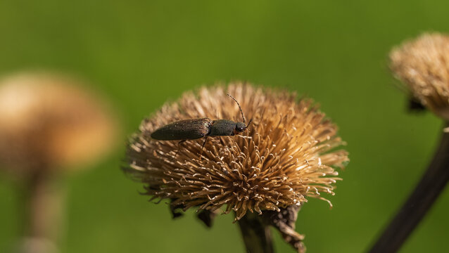 Macro Shot of a Red-tailed Click Beetle (Athous haemorrhoidalis) on a Dried Flower