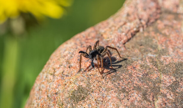 Macro of a Male Wolf Spider (Pardosa sp.) with Enlarged Pedipalps
