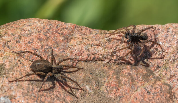 Macro Shot of Two Wolf Spiders (Pardosa sp.) on a Reddish Rock