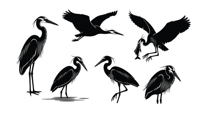 Heron silhouettes in various poses black vector illustration