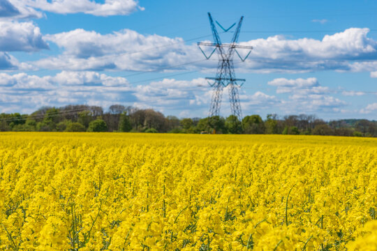 Vibrant Rapeseed Field Under Blue Sky with Electricity Pylon
