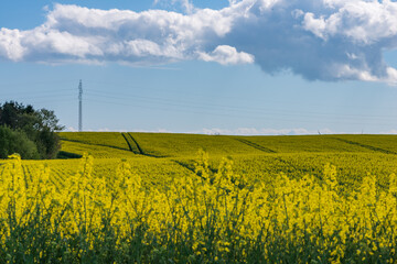 Scenic Rapeseed Field Landscape with Forest and Cloudy Blue Sky