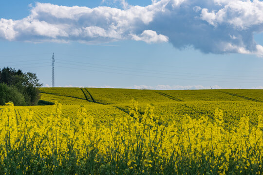 Scenic Rapeseed Field Landscape with Forest and Cloudy Blue Sky