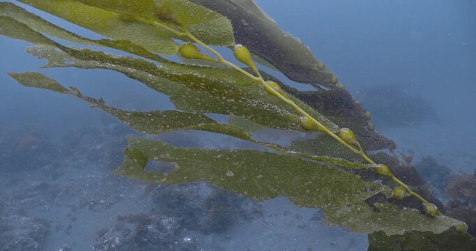 Close view of mature kelp blades in strong current.