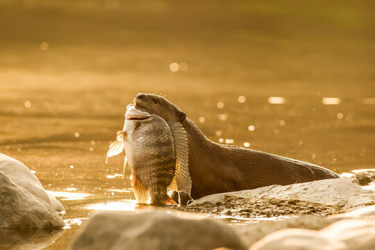 The Moment of Impact: Right place, right time, and the perfect light. Smooth-coated otter is a freshwater otter species from regions of South and Southwest Asia. Image clicked at River Chambal, India