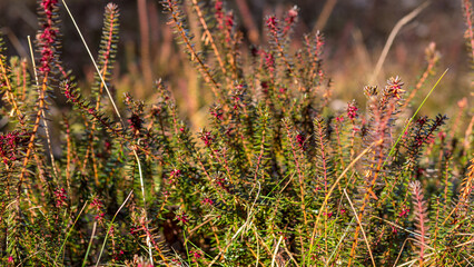 Heather plant close up wild bog vegetation natural background © Svetlana