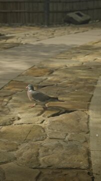 Pigeon strolling across sunlit stone path in garden, pecking near pebble edging and decorative posts, quiet courtyard scene