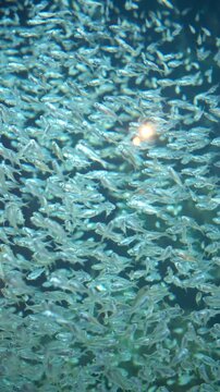 Large school of silver fish swimming together in blue underwater environment. Abstract natural pattern of marine life in an aquarium. Concept of abundance, unity, and biodiversity for nature
