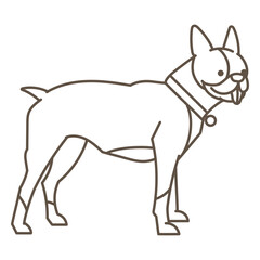 Boston terrier dog standing © Vexels