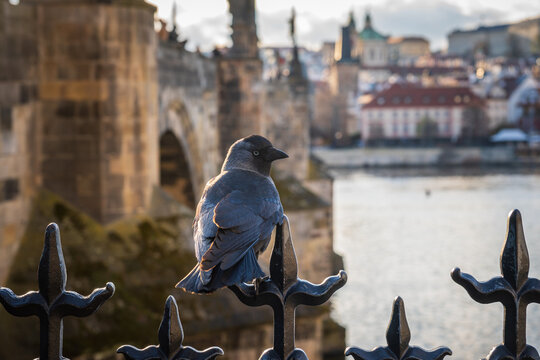 Dole vor Karlsbr&uuml;cke