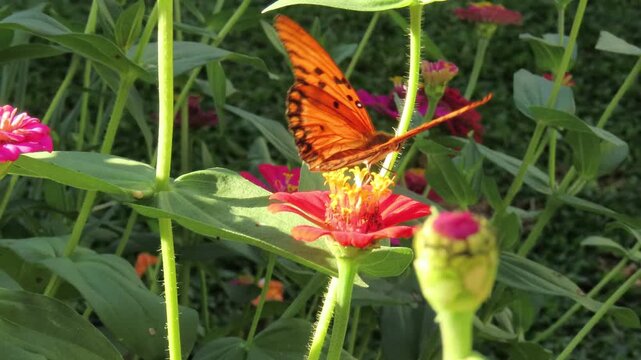 Closeup of a butterfly perched on a zinnia flower, feeding on its nectar. Pollination scene.