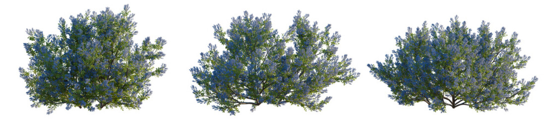 Fototapeta premium Californian lilac tree, elevation, front view, cutout, transparent background, isolate, Close-up of a single Red Rose with Dew Drops on its Petals, Studio Shot