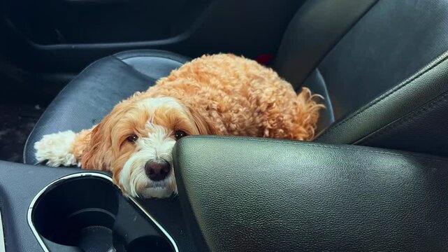 A small dog sleeps on a car seat with its head resting on the armrest. The sun shines through the car window, creating a cozy spot for the dog to rest.