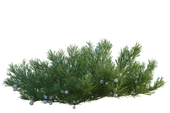 Juniperus horizontalis tree, elevation, front view, cutout, transparent background, isolate, Juniper Berry Branch with Green Foliage, Detailed Texture, Close-up, Natural Elements, Food Ingredient