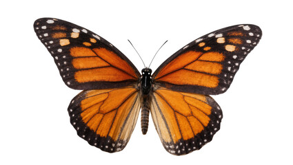 Monarch Butterfly with Orange Wings and Black Veins Close-Up © Maria