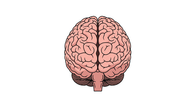 Human brain illustration from a front view showcasing the complex anatomical structure of the cerebrum and cerebellum on a clean white background.