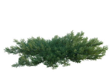 Fototapeta premium Juniperus horizontalis tree, elevation, front view, cutout, transparent background, isolate, Lush Green Pine Tree Branch Close-Up - Nature's Beauty in Detailed Texture and Vibrant Color