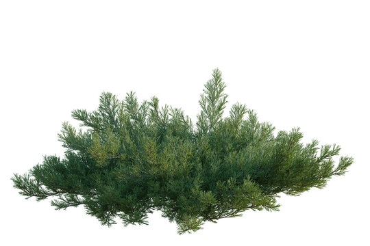 Juniperus horizontalis tree, elevation, front view, cutout, transparent background, isolate, Detailed Spruce Tree Branch with Needles, Forest Foliage, Nature Elements, High Resolution Image