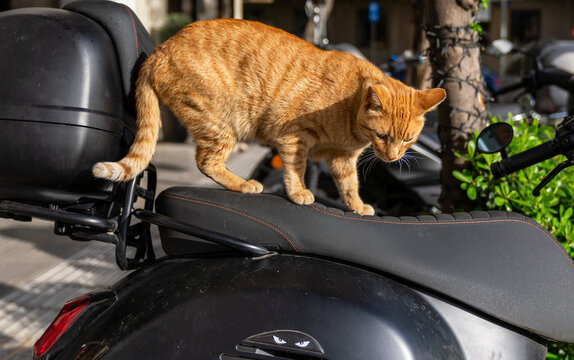 Ginger cat jumping onto a black scooter seat on a sunny city street
