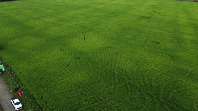 Aerial view of green rice field texture in Espinal Tolima Colombia, agricultural pattern background
