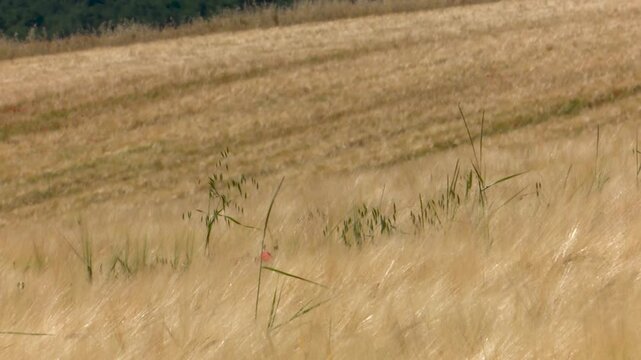 Golden dry wheat field swaying in the wind