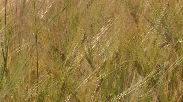 Golden wheat field swaying in the wind