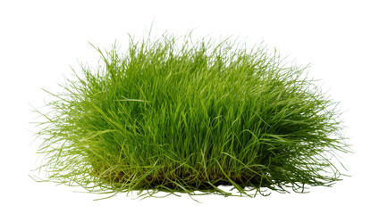 Lush green grass tuft with soil roots and blades © Maria