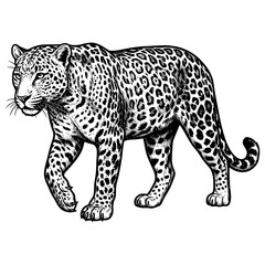 Fototapeta premium A leopard walks forward with a gentle expression on its face in a drawing.